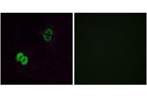 Immunofluorescence (IF) image for anti-Similar To Olfactory Receptor, Family 2, Subfamily T, Member 1 (OR2T1) (AA 231-280) antibody (ABIN2890990) (OR2T1 抗体  (AA 231-280))