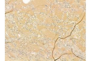anti-Vascular Endothelial Growth Factor B (VEGFB) (Internal Region) antibody