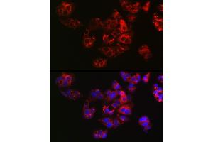 Immunofluorescence analysis of HepG2 cells using APOE Rabbit pAb (ABIN6133561, ABIN6137017, ABIN6137019 and ABIN6213793) at dilution of 1:100 (40x lens). (APOE 抗体  (AA 200-300))
