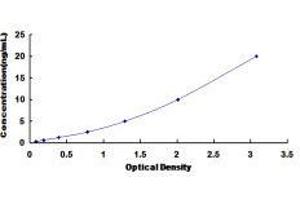 Glycoprotein A33 (Transmembrane) (GPA33) ELISA Kit
