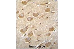 CNGA4 Antibody (N-term) (ABIN655756 and ABIN2845200) immunohistochemistry analysis in formalin fixed and paraffin embedded human brain tissue followed by peroxidase conjugation of the secondary antibody and DAB staining. (CNGA4 抗体  (N-Term))