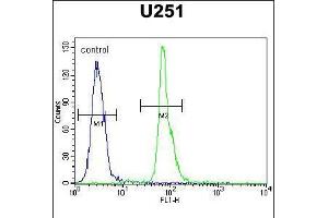 Flow cytometric analysis of U251 cells (right histogram) compared to a negative control cell (left histogram). (COPZ2 抗体  (C-Term))