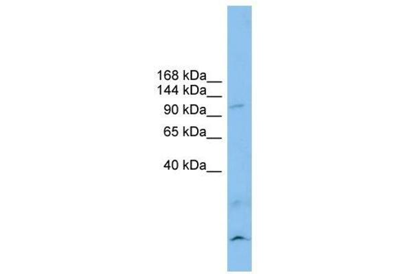 Calsyntenin 3 抗体  (N-Term)