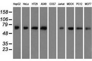 Western blot analysis of extracts (35 µg) from 9 different cell lines by using anti-ARNTL monoclonal antibody.
