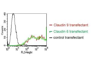 BOSC23 cells were transiently transfected with an expression vector encoding either Claudin 9 (red curve), Claudin 6 (green curve) or an irrelevant protein (control transfectant). (Claudin 6/9 抗体)