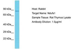 Image no. 1 for anti-NADH Dehydrogenase (Ubiquinone) Fe-S Protein 1, 75kDa (NADH-Coenzyme Q Reductase) (NDUFS1) (AA 88-137) antibody (ABIN6750362) (NDUFS1 抗体  (AA 88-137))