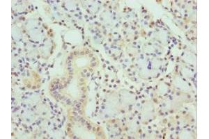 Immunohistochemistry of paraffin-embedded human pancreatic tissue using ABIN7157198 at dilution of 1:100 (Kallikrein 1 抗体  (AA 35-276))