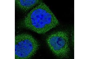Immunofluorescent staining of A-431 cells with SYNGR1 polyclonal antibody  (Green) shows localization to cytosol.