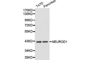 Western Blotting (WB) image for anti-Neuronal Differentiation 1 (NEUROD1) (AA 1-70) antibody (ABIN3021548) (NEUROD1 抗体  (AA 1-70))