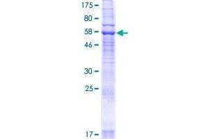 YIPF3 Protein (AA 1-350) (GST tag)