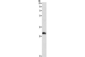 Western Blotting (WB) image for anti-Deoxycytidine Kinase (DCK) antibody (ABIN2429500) (DCK 抗体)