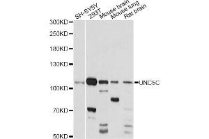 Western blot analysis of extracts of various cell lines, using UNC5C antibody (ABIN6291228) at 1:1000 dilution. (Unc5c 抗体)