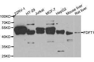Western blot analysis of extracts of various cell lines, using FDFT1 antibody (ABIN5973667) at 1/1000 dilution. (FDFT1 抗体)