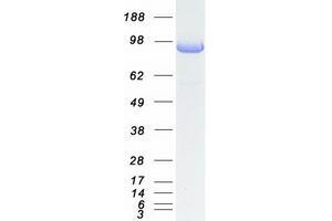 Western Blotting (WB) image for Protein Tyrosine Phosphatase G1 (PTPN12) (Transcript Variant 1) protein (Myc-DYKDDDDK Tag) (ABIN2730111)