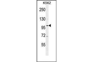 Western blot analysis of DDX27 Antibody (C-term) Cat. (DDX27 抗体  (C-Term))