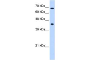 Western Blotting (WB) image for anti-Carbohydrate (N-Acetylgalactosamine 4-0) Sulfotransferase 8 (CHST8) antibody (ABIN2463289) (CHST8 抗体)