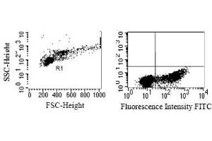 Intracellular detection of granzyme K in humanPBMC. (GZMK 抗体)