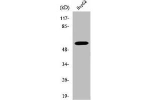 Western Blot analysis of HepG2 cells using V-ATPase B1 Polyclonal Antibody