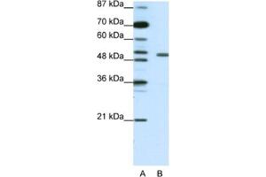Western Blotting (WB) image for anti-Potassium Voltage-Gated Channel, Shaker-Related Subfamily, beta Member 2 (KCNAB2) antibody (ABIN2461572) (KCNAB2 抗体)