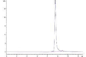 The purity of Biotinylated Human FGF-7/KGF is greater than 95 % as determined by SEC-HPLC.