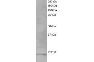 ABIN185184 staining (1µg/ml) of Human Testis lysate (RIPA buffer, 35µg total protein per lane). (VPS28 抗体  (C-Term))