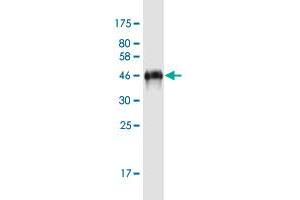 Western Blot detection against Immunogen (51. (Growth Hormone 1 抗体  (AA 1-217))
