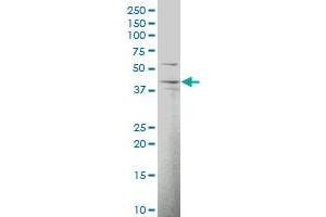 Western Blotting (WB) image for anti-DnaJ (Hsp40) Homolog, Subfamily B, Member 12 (DNAJB12) (AA 10-119) antibody (ABIN565773)