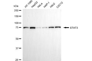 Western blotting analysis using STAT3 antibody (ABIN7800341).