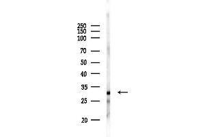 Western blot analysis of lysates from RAW264.