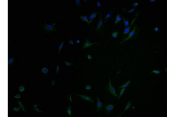 C1GALT1C1 antibody  (AA 27-318)