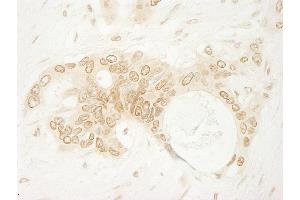 anti-rho Guanine Nucleotide Exchange Factor (GEF) 16 (ARHGEF16) (AA 175-225) antibody