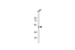 Anti-CHST4 Antibody (C-term)at 1:2000 dilution + Hela whole cell lysates Lysates/proteins at 20 μg per lane. (CHST4 抗体  (C-Term))