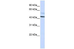 Western Blotting (WB) image for anti-Proteasome (Prosome, Macropain) 26S Subunit, Non-ATPase, 4 (Psmd4) (N-Term) antibody (ABIN2787532)