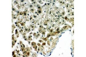 IHC-P: Peroxiredoxin 5 antibody testing of rat liver tissue (Peroxiredoxin 5 抗体  (C-Term))