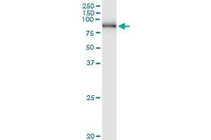 Immunoprecipitation of PNPT1 transfected lysate using anti-PNPT1 MaxPab rabbit polyclonal antibody and Protein A Magnetic Bead , and immunoblotted with PNPT1 purified MaxPab mouse polyclonal antibody (B01P) . (PNPT1 抗体  (AA 1-783))