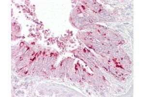 Anti-EIF4E antibody IHC of human lung, respiratory epithelium. (EIF4E 抗体  (C-Term))