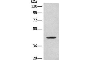 Western blot analysis of A375 cell lysate using CANT1 Polyclonal Antibody at dilution of 1:500 (CANT1 抗体)