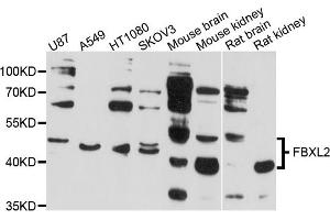 Western blot analysis of extracts of various cell lines, using FBXL2 antibody (ABIN4903642) at 1:1000 dilution. (FBXL2 抗体)
