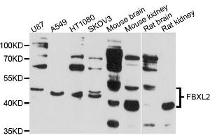 Western blot analysis of extracts of various cell lines, using FBXL2 antibody (ABIN4903642) at 1:1000 dilution. (FBXL2 抗体)