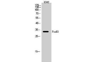 Western Blotting (WB) image for anti-Forkhead Box E3 (FOXE3) (Internal Region) antibody (ABIN3184657) (FOXE3 抗体  (Internal Region))