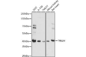 Western blot analysis of extracts of various cell lines, using TFB1M antibody (ABIN7270889) at 1:1000 dilution.