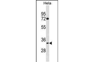 Western blot analysis in Hela cell line lysates (35ug/lane). (TIPIN 抗体  (N-Term))