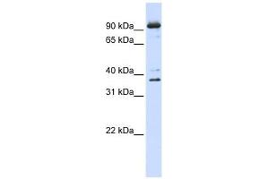 NCBP1 antibody used at 1 ug/ml to detect target protein. (NCBP1 抗体  (N-Term))