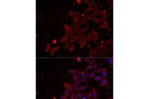 Immunofluorescence analysis of MCF7 cells using MSRA Polyclonal Antibody (MSRA 抗体)