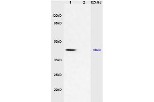 L1 mouse brain lysates L2 human colon carcinoma lysates probed with Anti CD46/MCP Polyclonal Antibody, Unconjugated (ABIN687832) at 1:200 in 4 °C. (CD46 抗体  (AA 251-355))