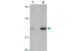 Western blot analysis of ANGPT2 in human liver tissue with ANGPT2 polyclonal antibody  at (lane 1) 1 and (lane 2) 2 ug/mL. (Angiopoietin 2 抗体  (C-Term))