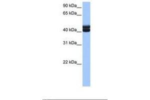 Image no. 1 for anti-Germ Cell Associated 1 (GSG1) (AA 237-286) antibody (ABIN6738916) (GSG1 抗体  (AA 237-286))