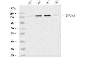 Western blot analysis of WDR44 using anti-WDR44 antibody (ABIN7600394). (WDR44 抗体  (AA 188-913))