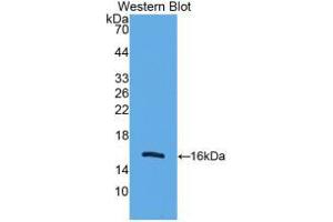 Western Blot; Sample: Recombinant UCP2, Human. (UCP2 抗体  (AA 154-289))
