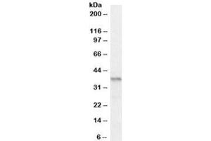 Western blot testing of mouse pancreas lysate with PAX4 antibody at 0. (PAX4 抗体)